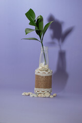 Minimal Green Stem in Glass Bottle with Pebbles
