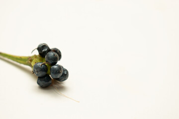 Black Coffee Berries on White Background