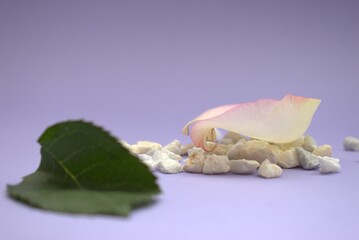 Rose Petals and Leaf on Lavender Surface