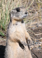 One Prairie Dog