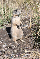 One Prairie Dog