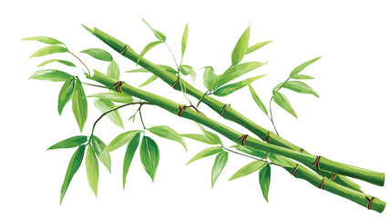 Fototapeta premium Elegant Green Bamboo Stick on White Background Vector Illustration