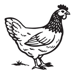Fototapeta premium Detailed illustration of a hen, isolated on white background, depicting its features with intricate line work, suitable for educational or decorative purposes