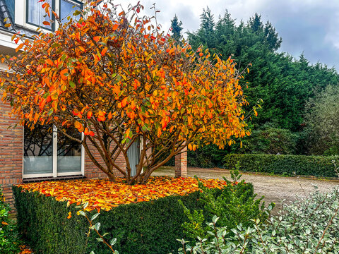 Autumn garden with Parrotia persica tree showing vivid orange foliage above a trimmed yew hedge and Elaeagnus shrubs. Decorative front yard in the Netherlands
