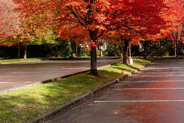 The best maple tree street in Vancouver BC - Cambridge Street