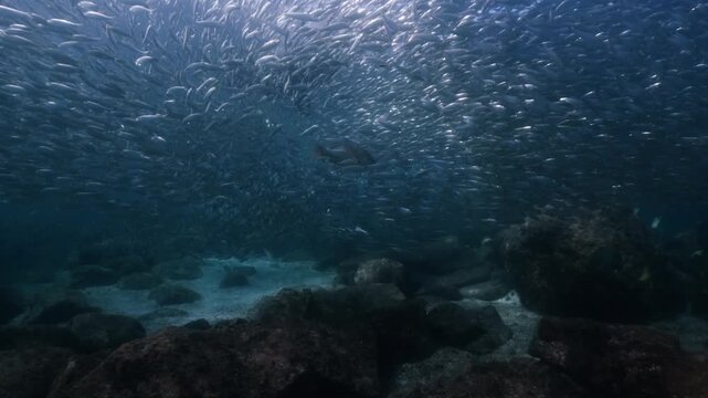 a massive school of sardines shimmering brilliantly beneath the sunlight. The silver fish move in perfect unison just below the ocean surface, cinematic, slow motion, 4k, high resolution