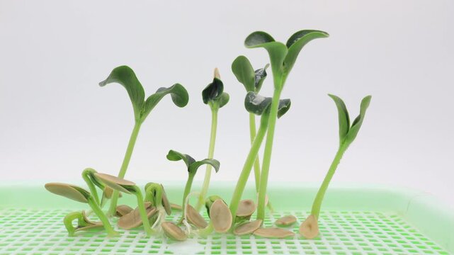 Close up and time lapse of pumpkin sprouts growing after germinating in soilless conditions