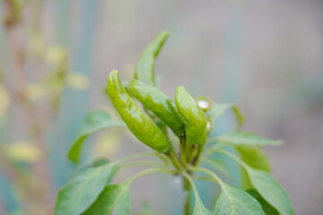 Red and green millet chili peppers