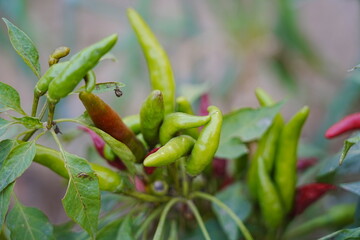 Red and green millet chili peppers