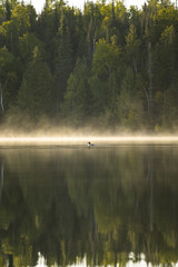 Loon Gliding Across Misty Forest Lake — Tranquil Morning Wilderness Scene