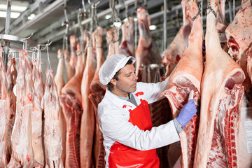 Male butcher inspecting temperature of pig carcass with food thermometer