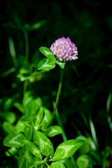 Close-up of red clover flower in sunlight
