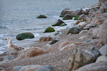 Seagull on a stony beach near the sea waves and mossy rocks, natural coastal background and texture symbolizing calm, freedom and wildlife on the seashore