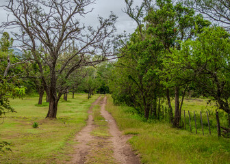 Dirt road through green forest on a cloudy day