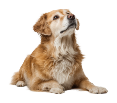 Golden retriever dog sitting calmly indoors portrait style peaceful isolated on transparent background