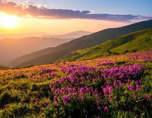 Fototapeta premium Blooming meadow with pink flowers at sunset, green hills, and hazy mountains
