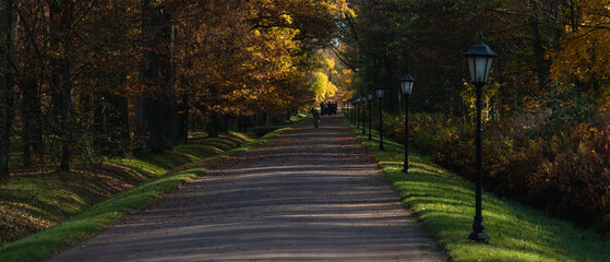 Scenic autumn path in park Alexandria, Peterhof, with golden foliage, sunlight, and vintage lanterns along the alley creating a calm, picturesque landscape.