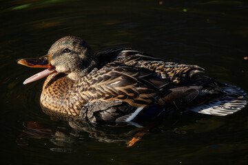 Close-up of a wild duck with open beak swimming on dark water with sunlight highlighting its brown and black feathers.