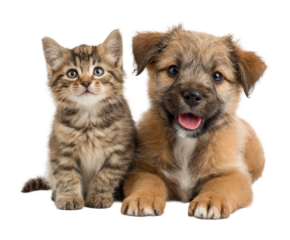 Playful puppy and kitten together home pet portrait cute isolated on transparent background