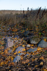Natural scene with scattered rocks and dry grass covered in bright yellow autumn leaves under soft daylight.