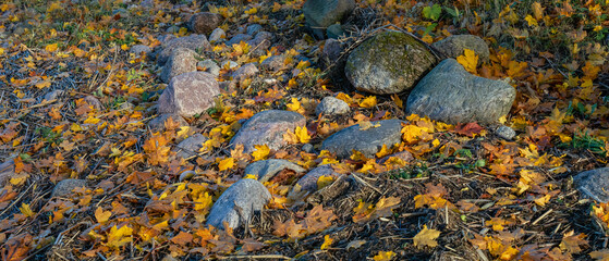 Colorful yellow and orange autumn leaves covering stones and dry grass in natural daylight, creating a peaceful seasonal scene.
