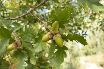 Cluster of green acorns on an oak twig with textured leaves, soft background and natural light; for botany and forestry education, autumn themes, packaging, and eco design.