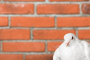 Tranquil cute white pigeon dove bird