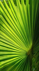 Obraz premium Closeup of Fresh Green Palm Leaf Texture for Natural Design Inspiration
