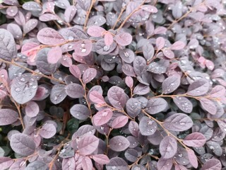 Dew-kissed Purple and Green Foliage with Water Droplets