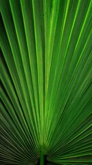 Obraz premium Green Palm Leaf Texture Background Nature Abstract Design