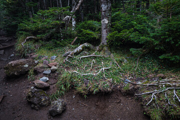長野県八ヶ岳北横岳地を這う木の根