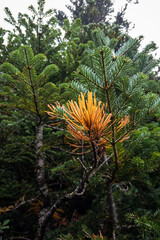 長野県八ヶ岳北横岳針葉に灯る初秋の紅葉