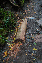 長野県八ヶ岳北横岳地面に埋まる倒木