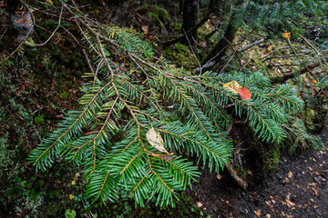 長野県八ヶ岳北横岳針葉に支えられる初秋の落ち葉