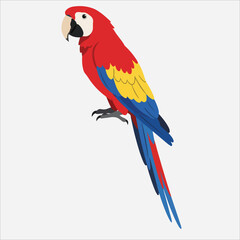 Fototapeta premium A vibrant red, blue, and yellow macaw parrot standing against a clean white background with a slight turn to its left.