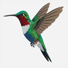 Obraz premium A vibrant hummingbird in mid-flight with outstretched wings against a clean white background.