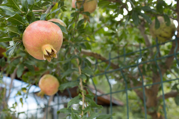 Cluster of ripe pomegranates on the tree with shallow depth of field and leafy background. Bright organic look for recipes, agriculture ads, nutrition blogs, harvest promotions.