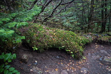 長野県八ヶ岳北横岳苔と落ち葉に包まれた岩