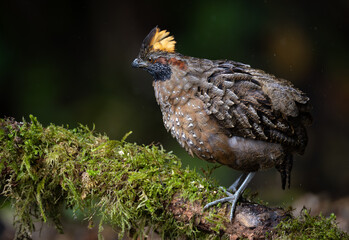 Spotted wood quail in Costa Rica 