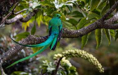 Resplendent quetzal in Costa Rica 