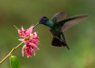 A hummingbird in Costa Rica 