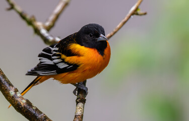Baltimore Oriole in Costa Rica 