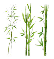 Obraz premium Three green bamboo plants with leaves and water droplets, showcasing natural bamboo vegetation.