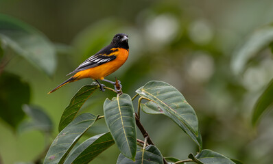 Baltimore Oriole in Costa Rica 