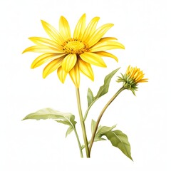 Fototapeta premium Vibrant yellow flower with a closed bud and lush green leaves