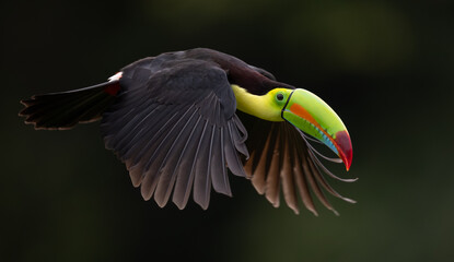 A Toucan in Costa Rica 