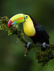A Toucan in Costa Rica 