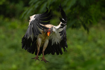 Fototapeta premium King vulture in Costa Rica 