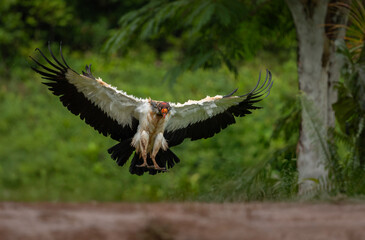 King vulture in Costa Rica 
