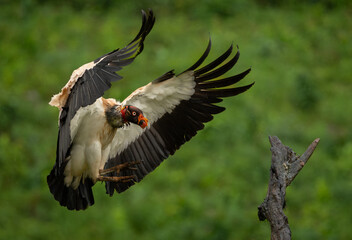 King vulture in Costa Rica 